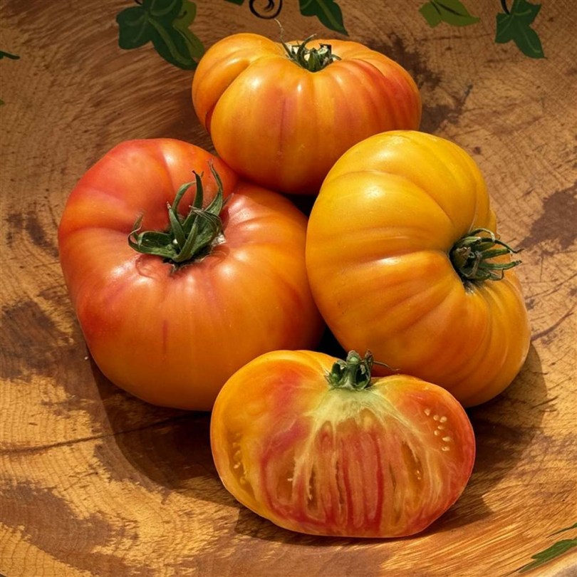 Burracker's Favorite Beefsteak paradicsom